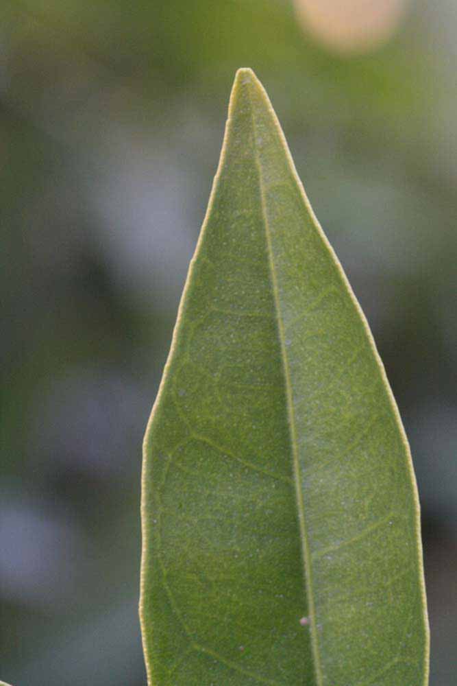            Margin (Valencia Late, Riverside, CA)   